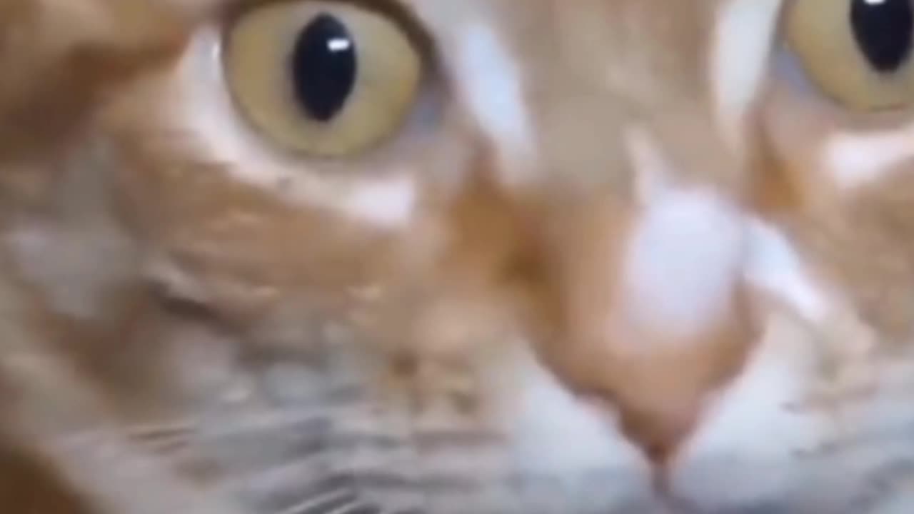 Lizard caught doing there thingy publicly - My Cat freaked out