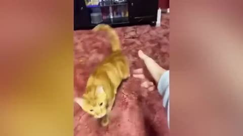 Funniest animals 2023 funny cat and dog