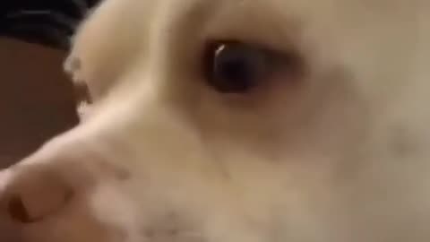 Dog in the club