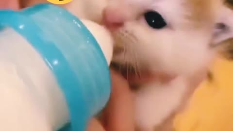 So cute 🥰🥰🥰🥰🥰🌹🌹baby cat