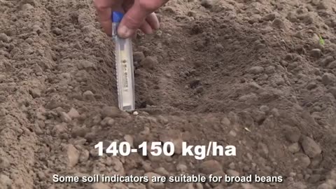 Broad Beans Cultivation Technology - Broad Beans Farm and Harvest - Beans Processing Factory