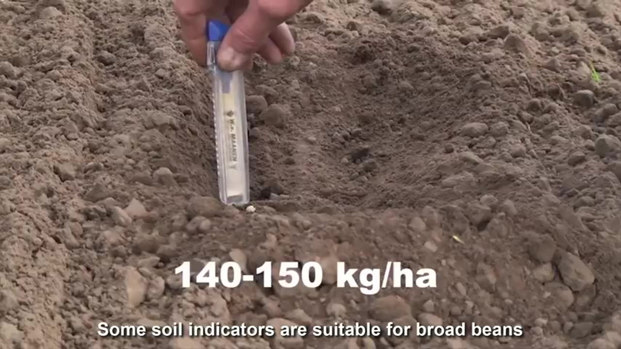 Broad Beans Cultivation Technology - Broad Beans Farm and Harvest - Beans Processing Factory