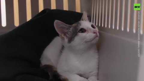Animals rescued from Hawaii fire move to San Diego