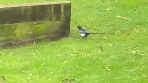 Angry bird