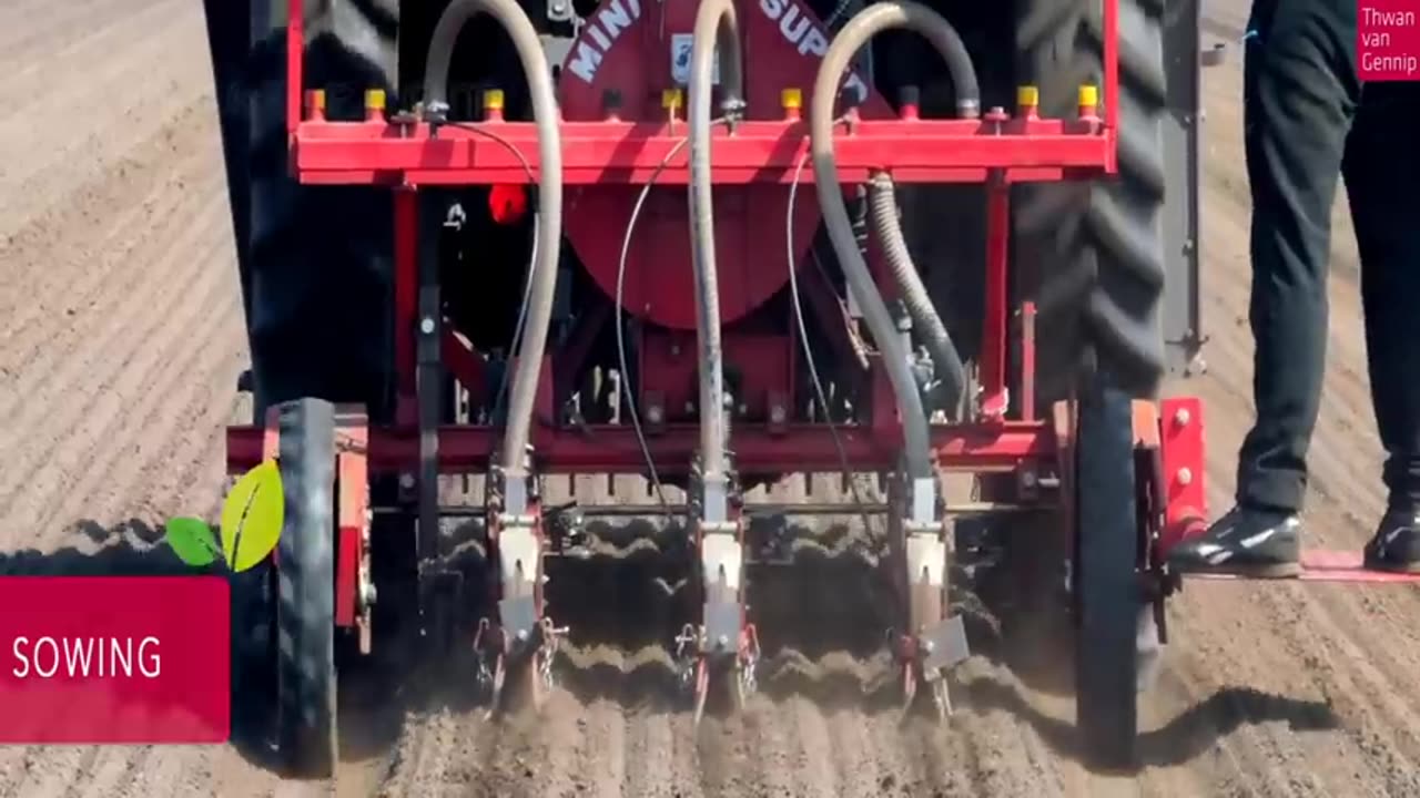 How Farmers Produce Millions of Asparagus and Harvesting - Asparagus Farming Technology