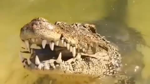 This is a beautiful and charming water-dwelling species