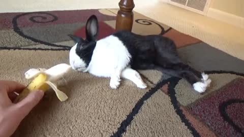 Sleeping rabbit wakes up at the sound of a banana_Cut