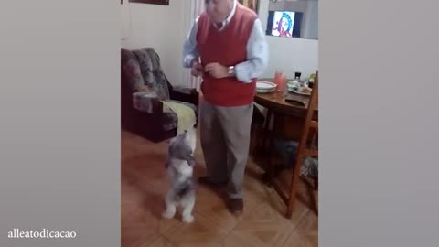 Funny CATS and DOGS, get ready for SUPER LAUGHING!