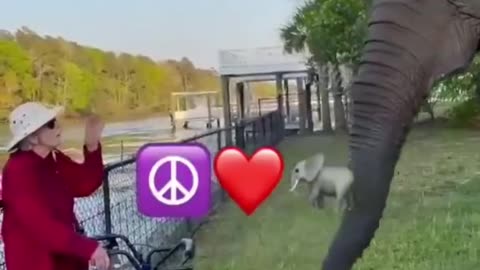 Best Funny Animal Video