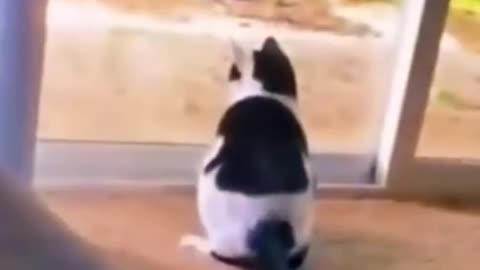 cute animals