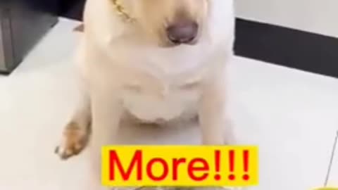 Funny dog and lion video| talented dog|