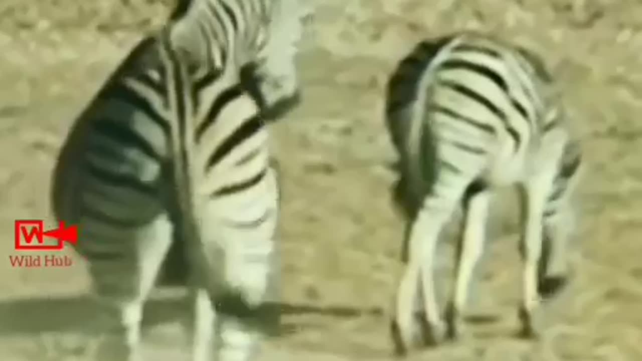 Animals Fight Hard Cick