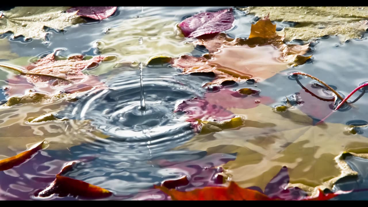 波士顿抗议以色列战争机器——再次陷入破坏——2023 年 11 月 12 日