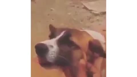 Animal are better than the people of today's world