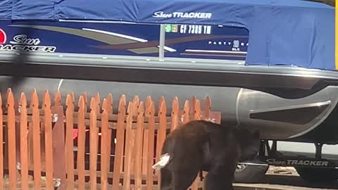 Bear Has TP Stuck to Rear End
