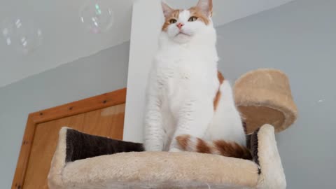 Cat Reacts To Bubbles 8K
