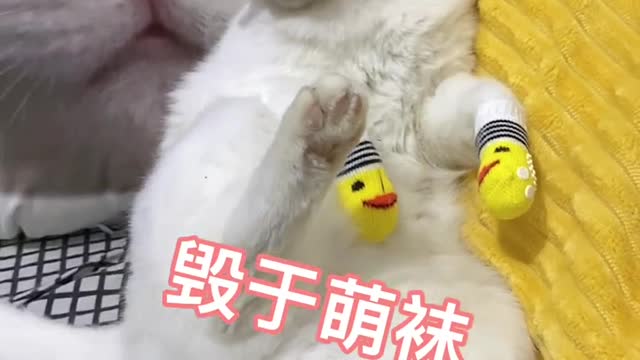 The cat sat licking its paws.
