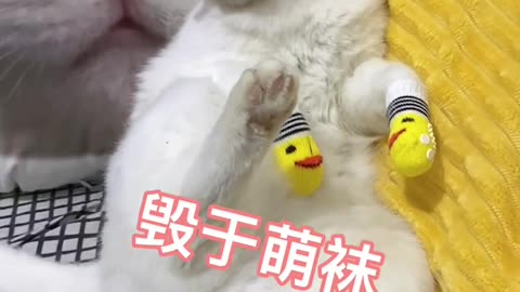 The cat sat licking its paws.