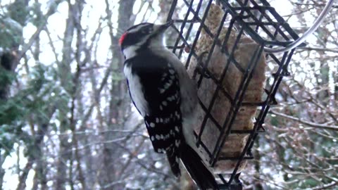 Downy Woodpecker
