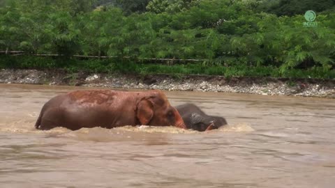 Elders Nanny Try To Protect Elephant Thong Ae Swimming In The River While Flooding