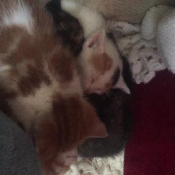Playtime Over. Four Cutest Kittens Enjoying Naptime