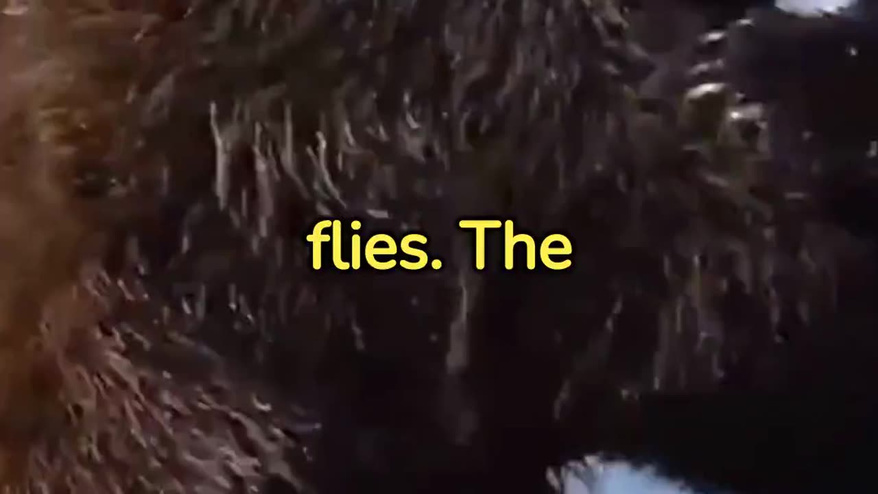 Grizzly bear fight!!