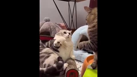 New Funny Animals 😂😂