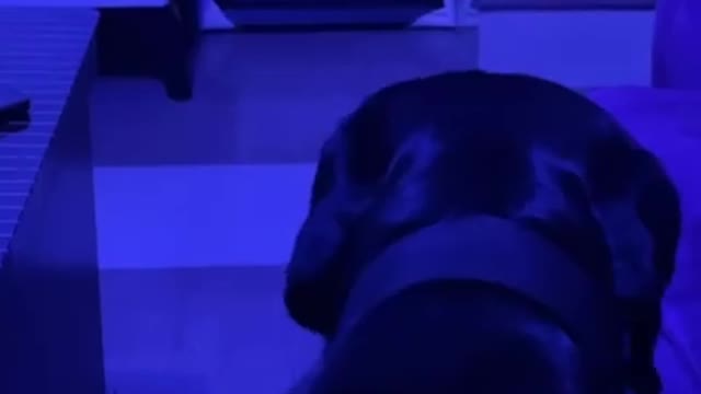 Even dog realises the cause of the untold hardship in Nigeria