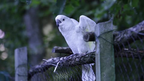 Parrot Videos 2