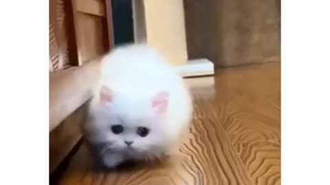 Cute cat walking