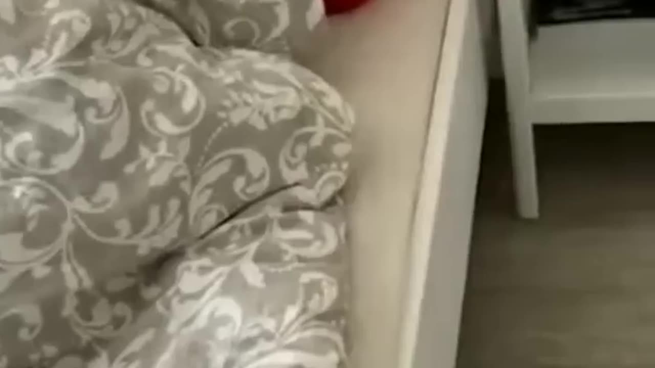 cute and funny animals