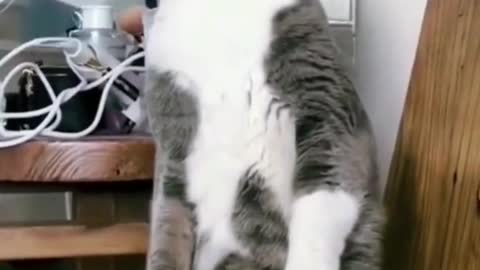 This moment cats and dog funny #5