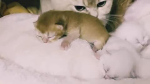 Sweet Scottish mother with adorable kitten pies 🥧