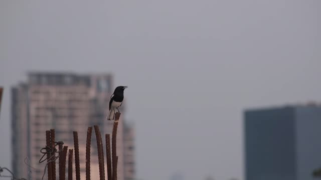 A Chirping Bird Perch On The Tip Of A Steel Bar