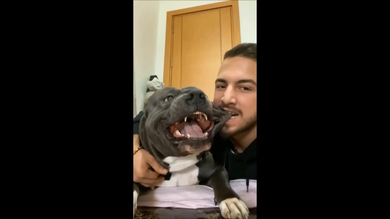Amazing Funny Dogs 😂 Try Not To Laugh