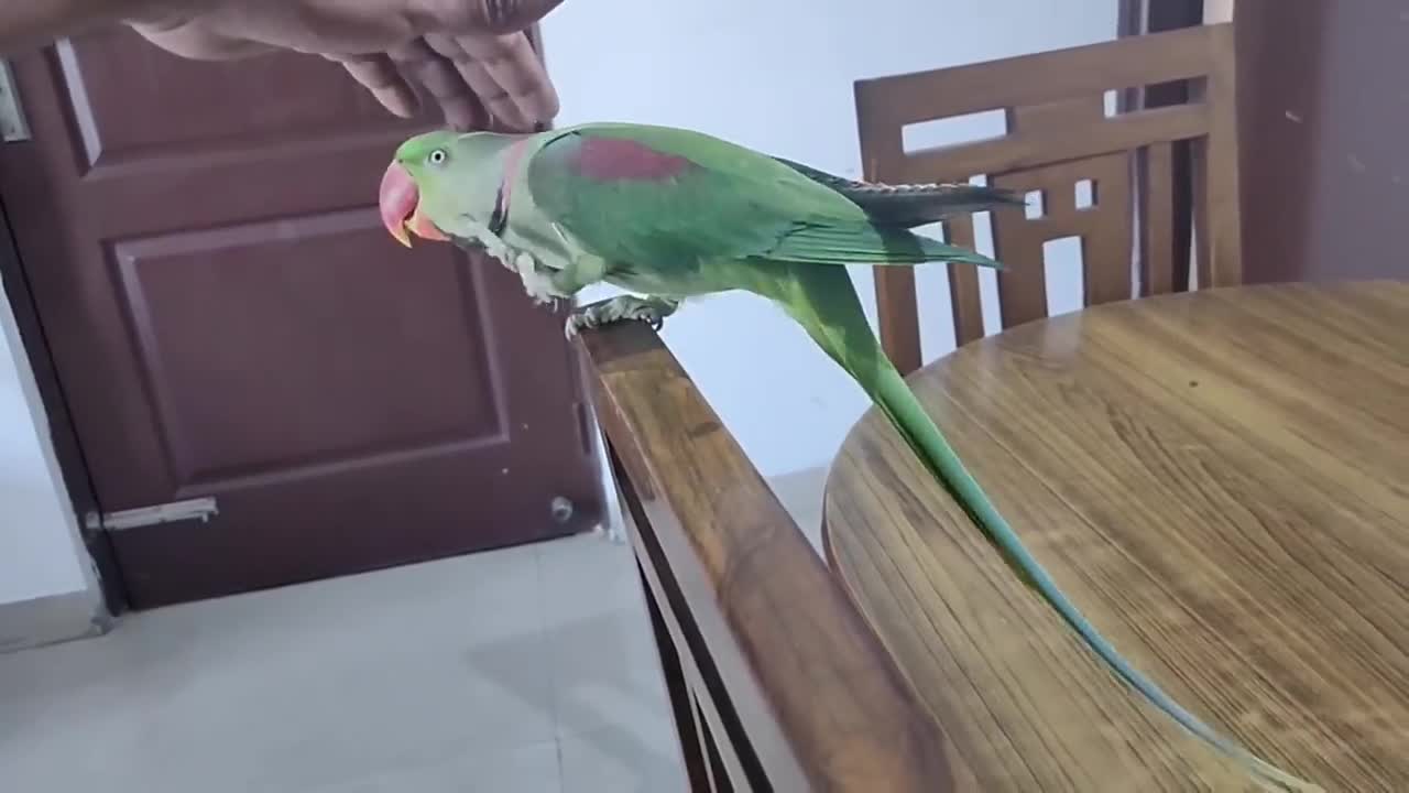Pablo Mummy ka Cute Baccha hai aur Talking me iss Parrot ka koi jawab Nhip11