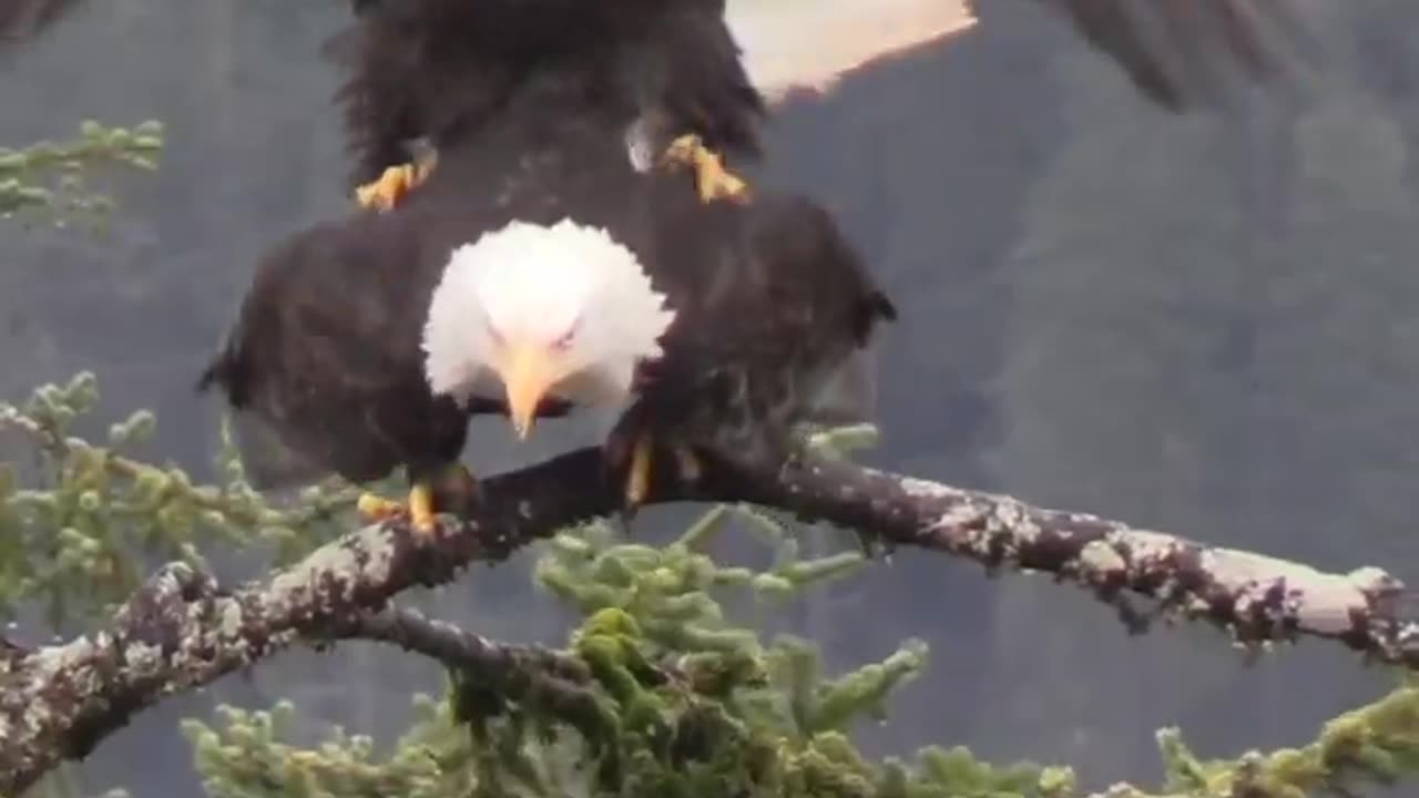 Eagle 🦅 Quickie ? 👀