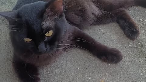 Cat videos