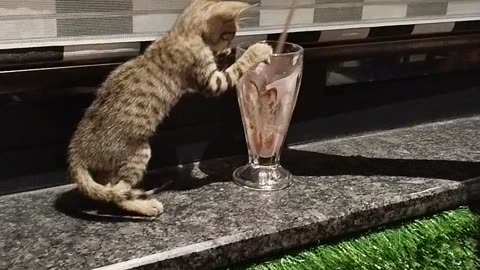 Crazy catty