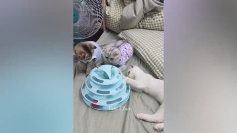 new funny animals