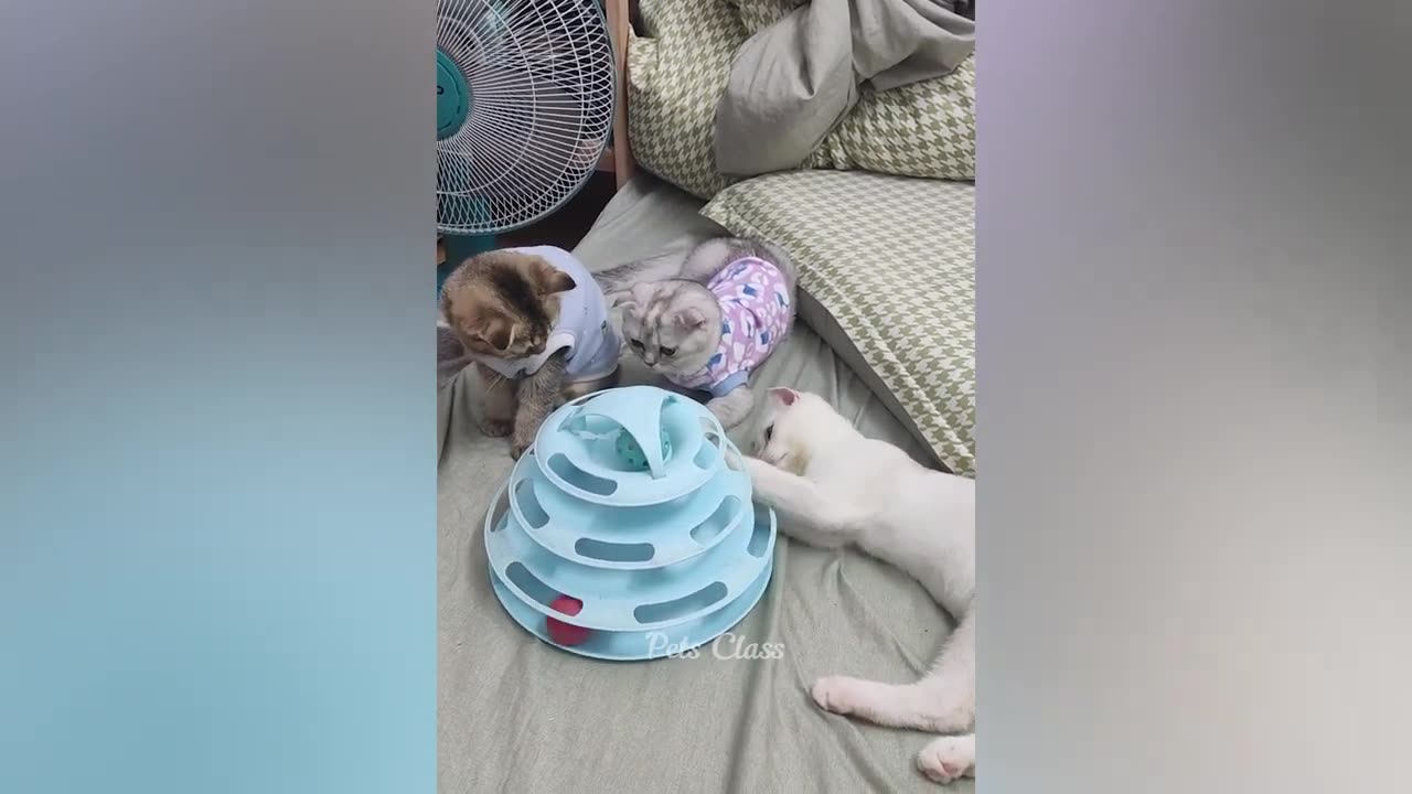 new funny animals
