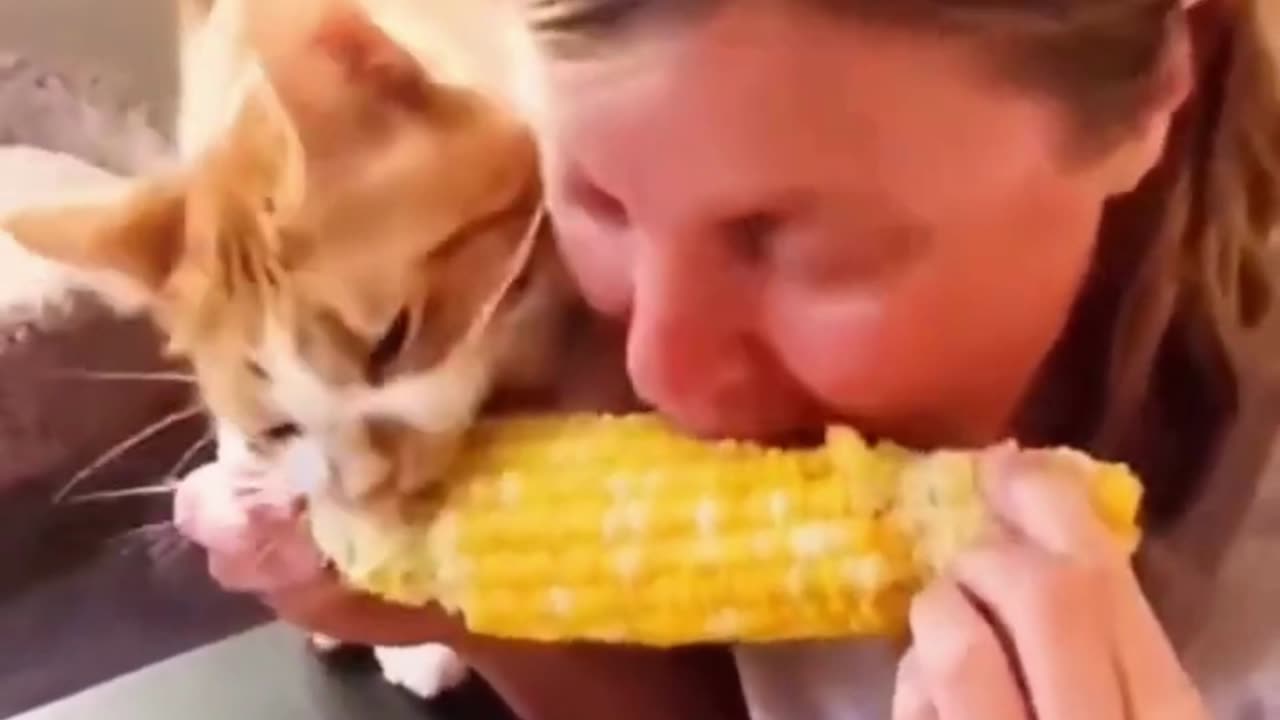 Funniest Cats And Dogs Video 2023 Amezing clips
