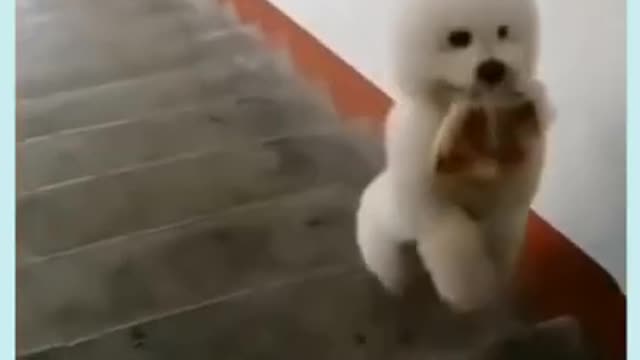 Funny baby animals videos - 4