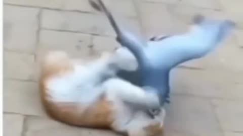 Www