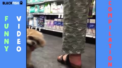 funny animal videos