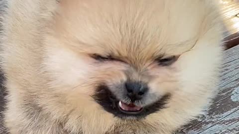 Funny Dog