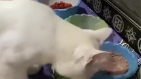 cat is the best