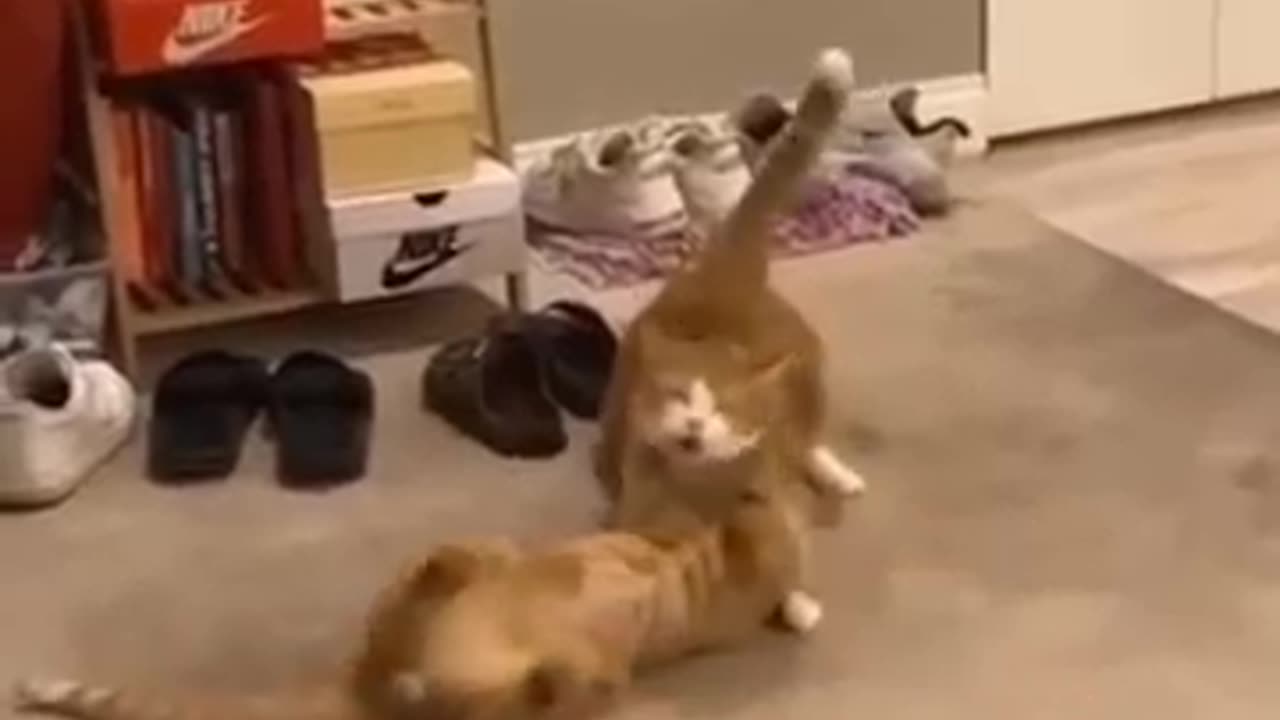 funny video part 35 #short #shorts #shortvideo #shortsvideo