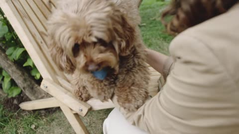 Playing with the cute dog sitting in the chair