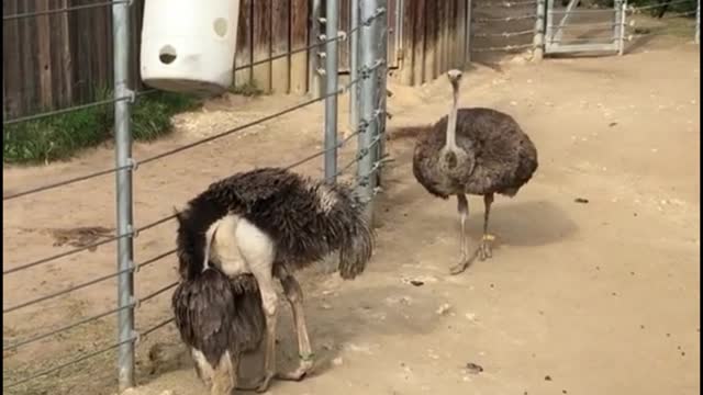 The ostrich at the zoo